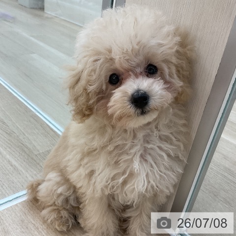 群馬県のトイプードル(トイ) (ペットプラス 前橋店/2026年4月2日生まれ/女の子/クリーム)の子犬の3枚目の画像
