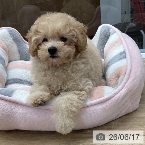 千葉県のトイプードル(トイ) (ペットプラス 船橋店/2026年4月2日生まれ/女の子/アプリコット)の子犬の3枚目の画像