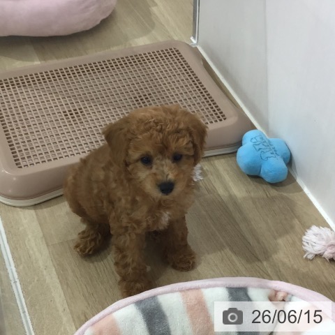 埼玉県のトイプードル(トイ) (ペットプラス 所沢店/2026年4月2日生まれ/男の子/アプリコット)の子犬の4枚目の画像