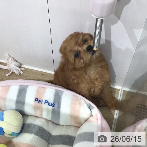 埼玉県のトイプードル(トイ) (ペットプラス 所沢店/2026年4月2日生まれ/女の子/アプリコット)の子犬の3枚目の画像