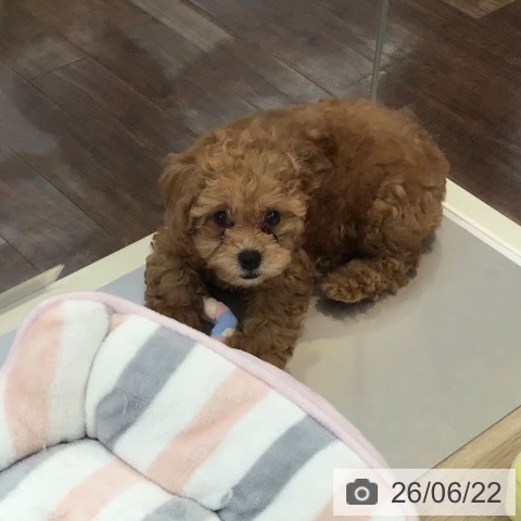 埼玉県のトイプードル(トイ) (ペットプラス 所沢店/2026年4月2日生まれ/女の子/アプリコット)の子犬の3枚目の画像