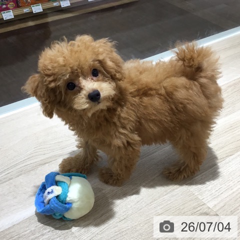 埼玉県のトイプードル(トイ) (ペットプラス 所沢店/2026年4月2日生まれ/女の子/アプリコット)の子犬の4枚目の画像