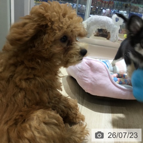 埼玉県のトイプードル(トイ) (ペットプラス 所沢店/2026年4月2日生まれ/女の子/アプリコット)の子犬の3枚目の画像