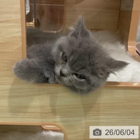 埼玉県のブリティッシュショートヘアー (ペットプラス 上尾店/2026年3月31日生まれ/女の子/ブルー)の子猫の4枚目の画像