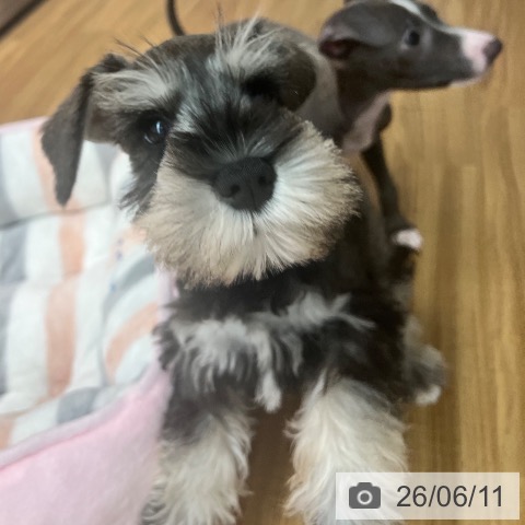 ミニチュア・シュナウザーの写真