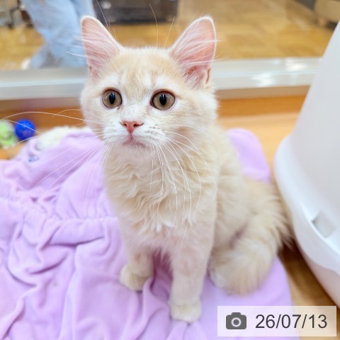 東京都のサイベリアン (ペッツワン 南砂町SUNAMO店/2026年3月25日生まれ/男の子/クリームタビー)の子猫の4枚目の画像