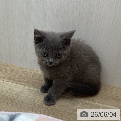 宮城県のブリティッシュショートヘアー (ペットプラス 名取店/2026年4月2日生まれ/女の子/ブルー)の子猫の4枚目の画像