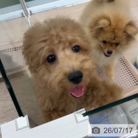 埼玉県のトイプードル(トイ) (ペットプラス 上尾店/2026年4月1日生まれ/女の子/レッド)の子犬の4枚目の画像