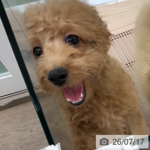 埼玉県のトイプードル(トイ) (ペットプラス 上尾店/2026年4月1日生まれ/女の子/レッド)の子犬の3枚目の画像