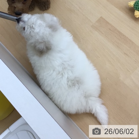 ビション・フリーゼの写真