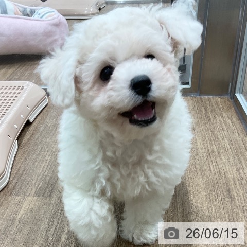 神奈川県のビションフリーゼ (ペッツワン 小田原店/2026年4月2日生まれ/男の子/ホワイト)の子犬の3枚目の画像