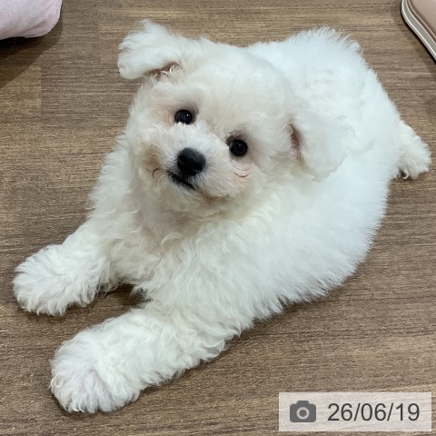 神奈川県のビションフリーゼ (ペッツワン 小田原店/2026年4月2日生まれ/男の子/ホワイト)の子犬の4枚目の画像