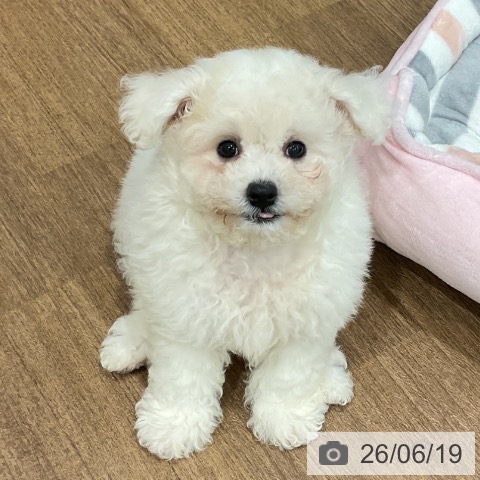 神奈川県のビションフリーゼ (ペッツワン 小田原店/2026年4月2日生まれ/男の子/ホワイト)の子犬の3枚目の画像