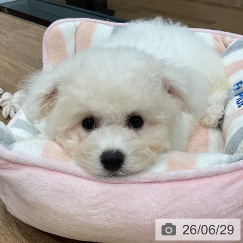 神奈川県のビションフリーゼ (ペッツワン 小田原店/2026年4月2日生まれ/男の子/ホワイト)の子犬の4枚目の画像