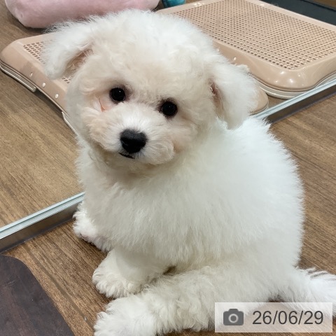 神奈川県のビションフリーゼ (ペッツワン 小田原店/2026年4月2日生まれ/男の子/ホワイト)の子犬の3枚目の画像