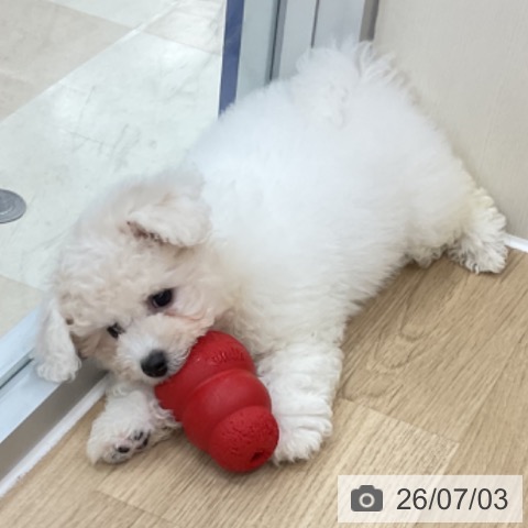 神奈川県のビションフリーゼ (ペットプラス アミーゴ藤沢店/2026年4月2日生まれ/男の子/ホワイト)の子犬の4枚目の画像