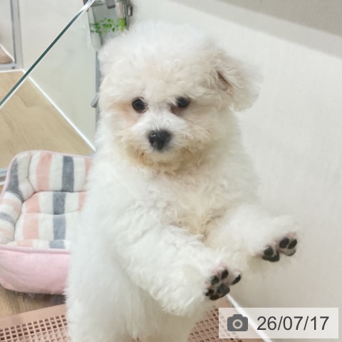 神奈川県のビションフリーゼ (ペットプラス アミーゴ藤沢店/2026年4月2日生まれ/男の子/ホワイト)の子犬の3枚目の画像