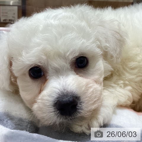 長野県のビションフリーゼ (ペットプラス 須坂店/2026年4月2日生まれ/男の子/ホワイト)の子犬の4枚目の画像