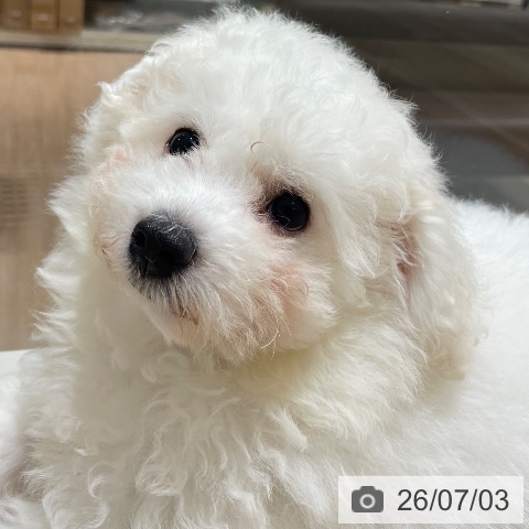 長野県のビションフリーゼ (ペットプラス 須坂店/2026年4月2日生まれ/男の子/ホワイト)の子犬の4枚目の画像