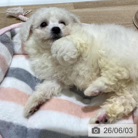 長野県のビションフリーゼ (ペットプラス 須坂店/2026年4月2日生まれ/男の子/ホワイト)の子犬の3枚目の画像