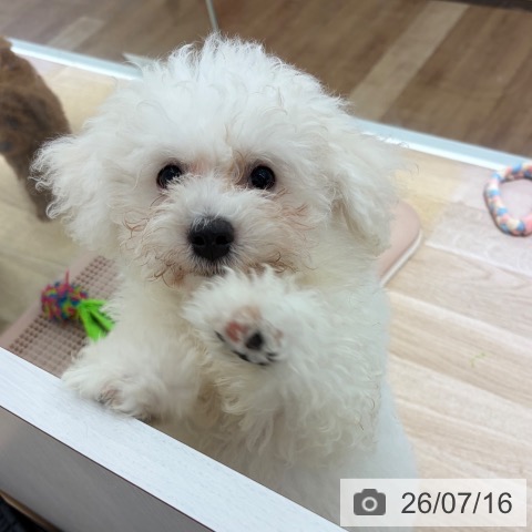 長野県のビションフリーゼ (ペットプラス 長野店/2026年4月2日生まれ/男の子/ホワイト)の子犬の3枚目の画像