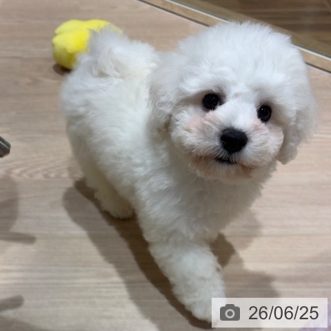 神奈川県のビションフリーゼ (ペットプラス 川崎ルフロン店/2026年4月2日生まれ/男の子/ホワイト)の子犬の4枚目の画像