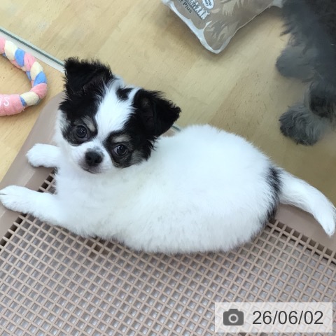 チワワの写真