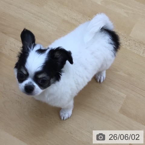 チワワの写真