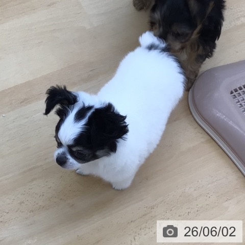 チワワの写真