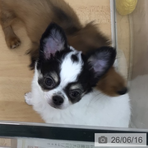 青森県のチワワ(ロング) (ペットプラス 青森浜田店/2026年3月31日生まれ/男の子/ホワイトブラックタン)の子犬の4枚目の画像