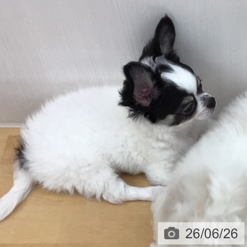 青森県のチワワ(ロング) (ペットプラス 青森浜田店/2026年3月31日生まれ/男の子/ホワイトブラックタン)の子犬の4枚目の画像
