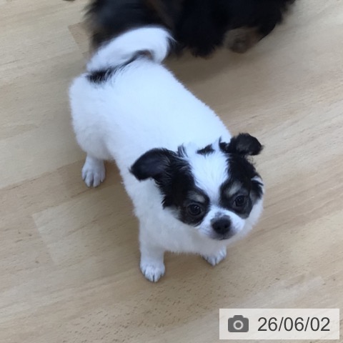 チワワの写真