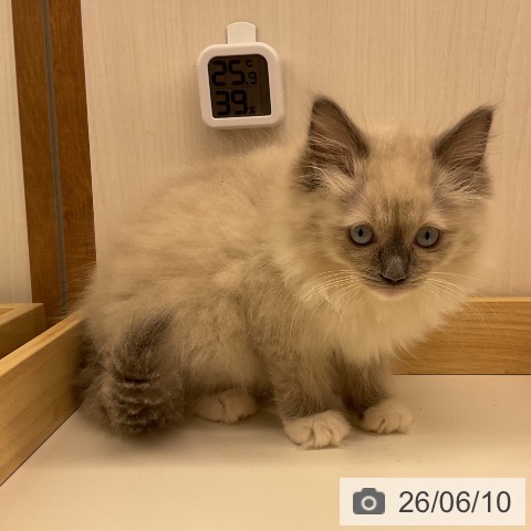 岩手県のラグドール (ペットプラス 盛岡南店/2026年3月27日生まれ/女の子/ブルーポイントミテッド)の子猫の4枚目の画像