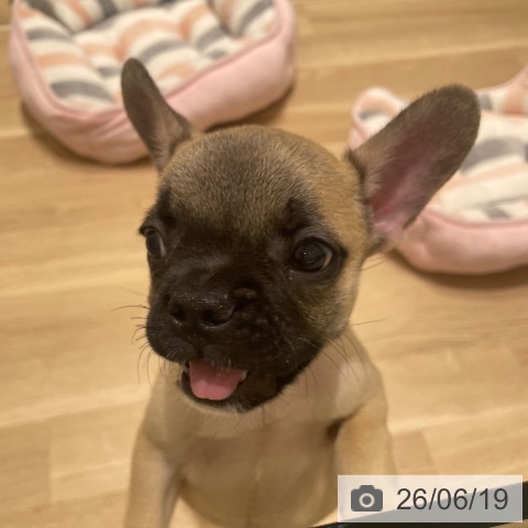 フレンチ・ブルドッグの写真