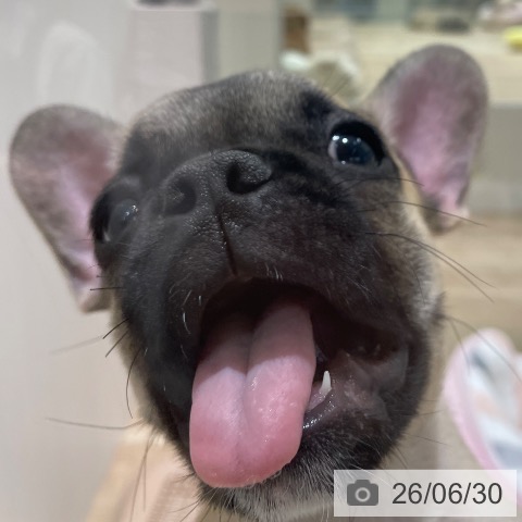 フレンチ・ブルドッグの写真