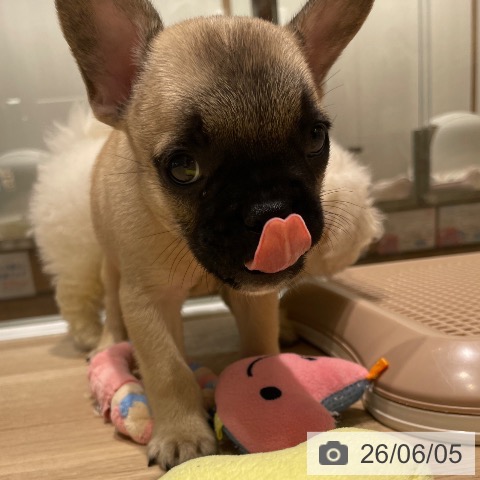 フレンチ・ブルドッグの写真
