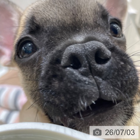 フレンチ・ブルドッグの写真