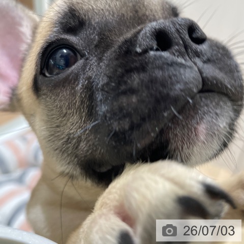 フレンチ・ブルドッグの写真