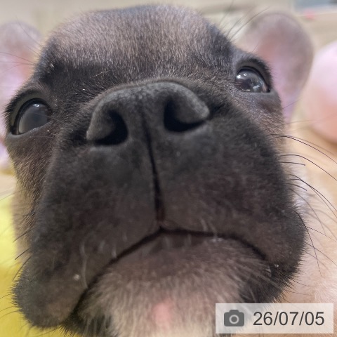 フレンチ・ブルドッグの写真