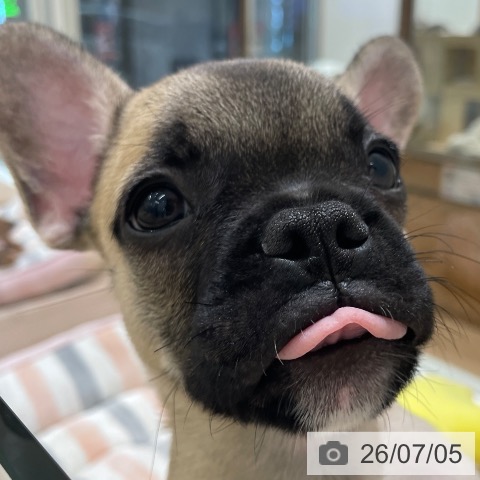 フレンチ・ブルドッグの写真