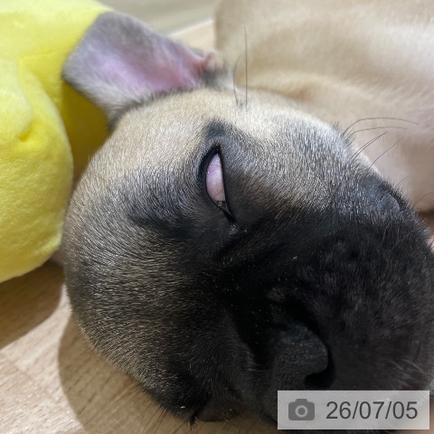 フレンチ・ブルドッグの写真