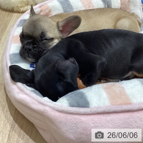 フレンチ・ブルドッグの写真