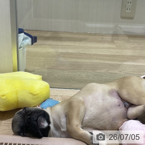フレンチ・ブルドッグの写真