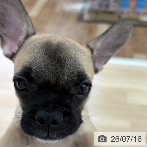 フレンチ・ブルドッグの写真