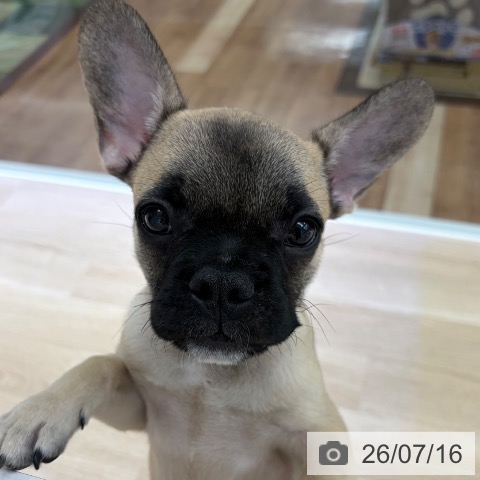 フレンチ・ブルドッグの写真