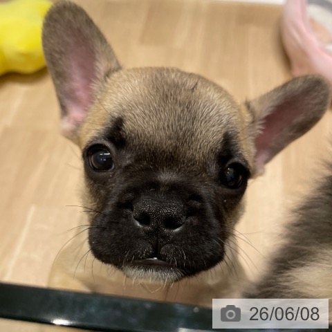 長野県のフレンチブルドッグ (ペットプラス 須坂店/2026年4月2日生まれ/男の子/フォーン)の子犬の4枚目の画像
