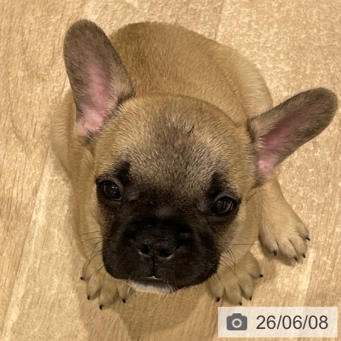 長野県のフレンチブルドッグ (ペットプラス 須坂店/2026年4月2日生まれ/男の子/フォーン)の子犬の3枚目の画像
