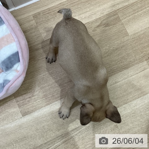 フレンチ・ブルドッグの写真