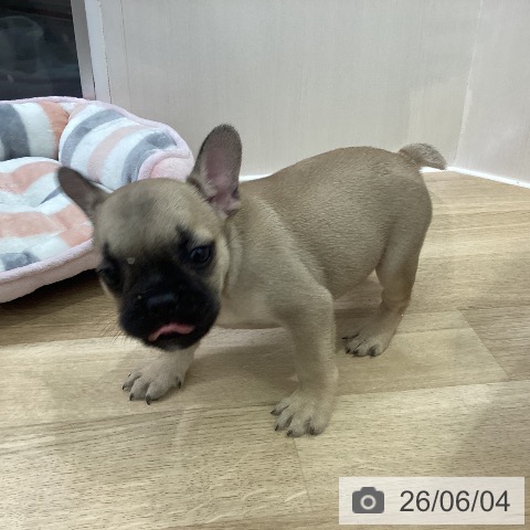 フレンチ・ブルドッグの写真