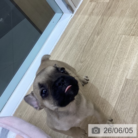 フレンチ・ブルドッグの写真